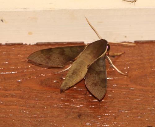 Réf. 197 281 : Gnathothlibus sp.
